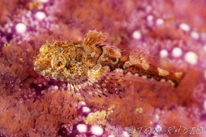 Sculpin sitting on a star fish
Seattle, WA, U.S.A. by Tom Radio 